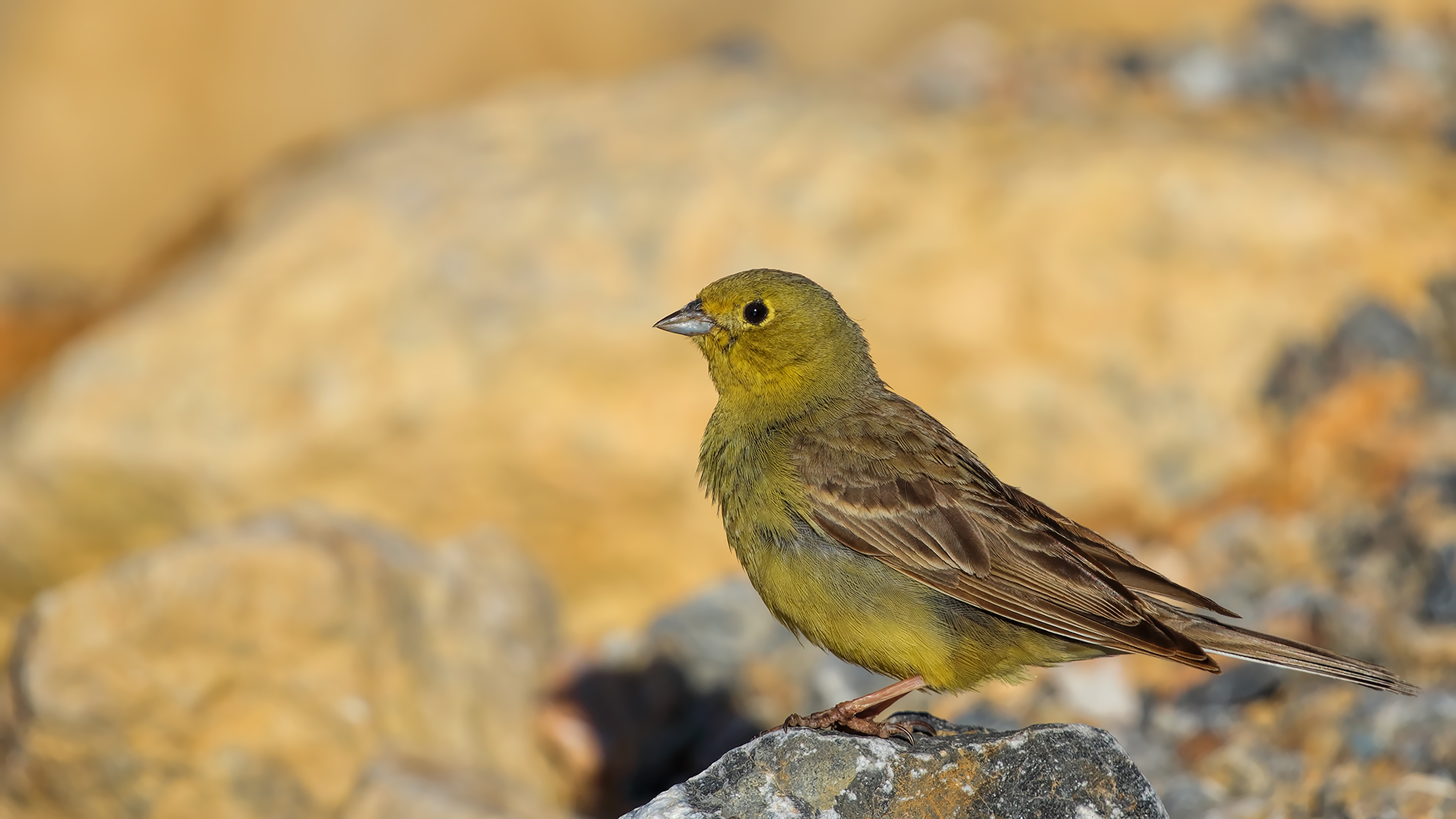 Cinereous Bunting